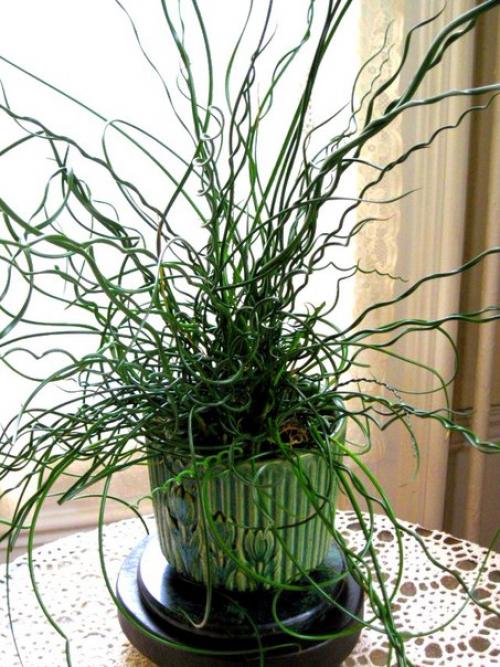 Ситник, или джункус - дерзкая современность? 05