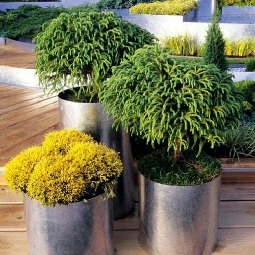 Хвойные растения для дома. 02