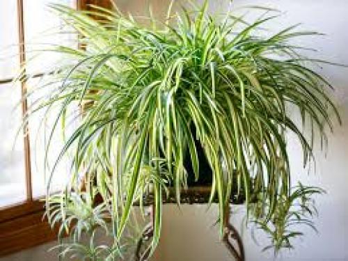 Зелёный паук - хлорофитум. 02