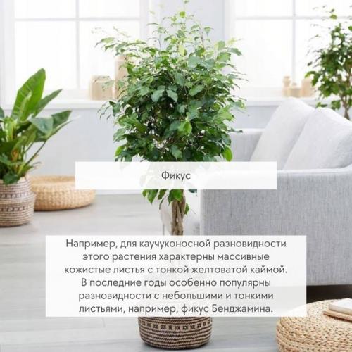 Великаны в вашей квартире - 5 самых крупных растений. 03