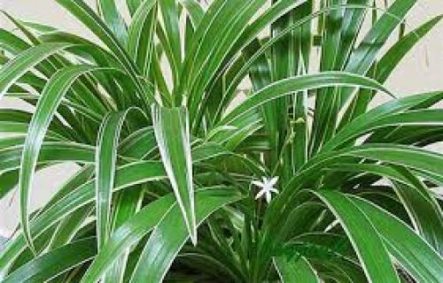 Зелёный паук - хлорофитум. 03