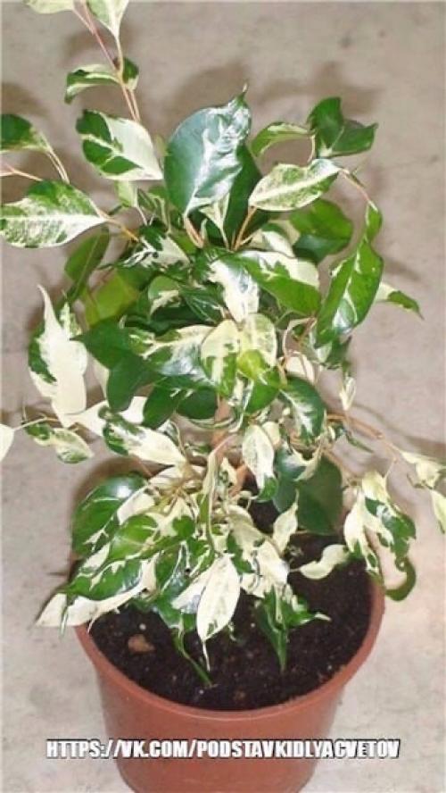 Почему не растет фикус бенджамина? 05