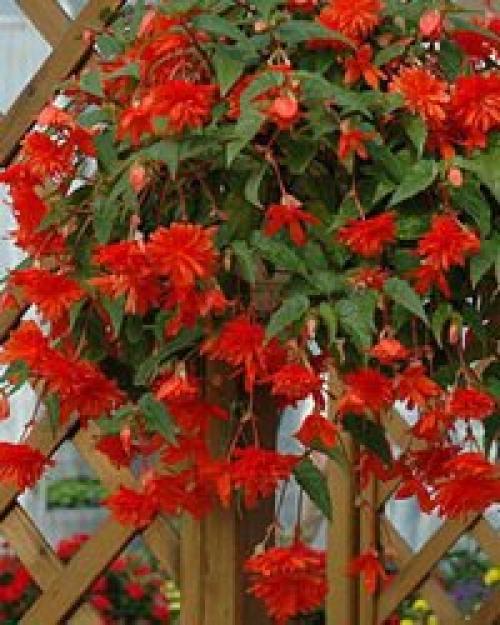 Ампельные растения или ампели - это декоративные растения с длинными гибкими побегами, которые въются вверх или стелются по земле. 04 Ампельные растения или ампели - это декоративные растения с длинными гибкими побегами, которые въются вверх или стелются по земле. 04