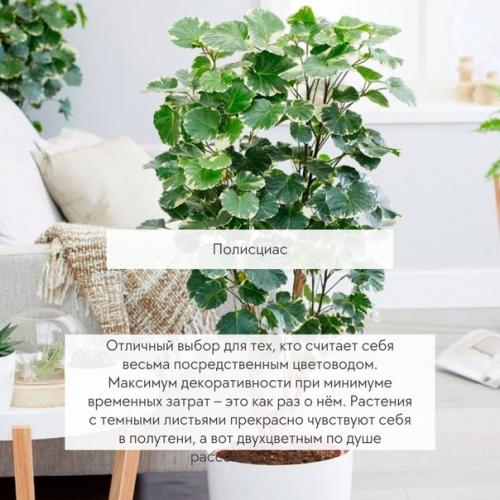 Великаны в вашей квартире - 5 самых крупных растений. 01