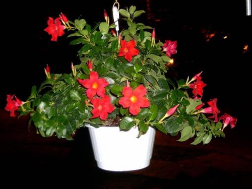 Цветущая лиана: тонкости выращивания дипладены в домашних условиях? 06 Цветущая лиана: тонкости выращивания дипладены в домашних условиях? 06