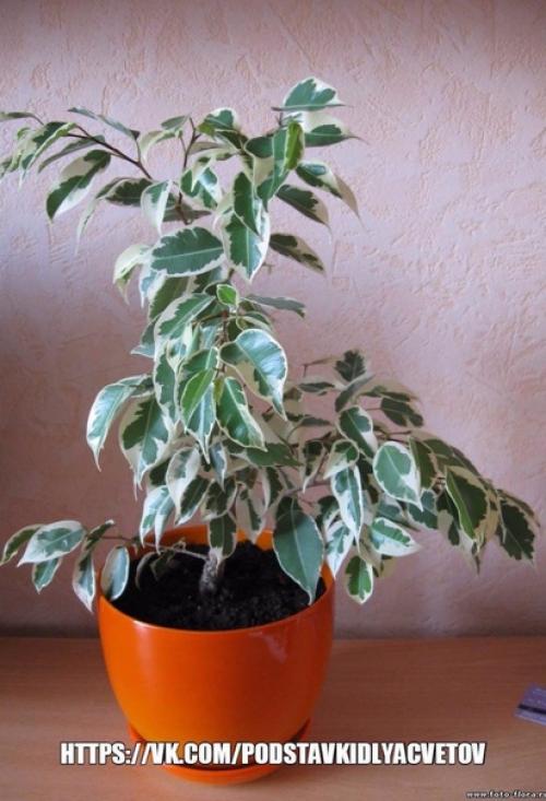Почему не растет фикус бенджамина? 03