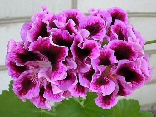 Почти в каждой квартире на подоконнике стоит горшок с пеларгонией, которую чаще всего называют геранью. 01