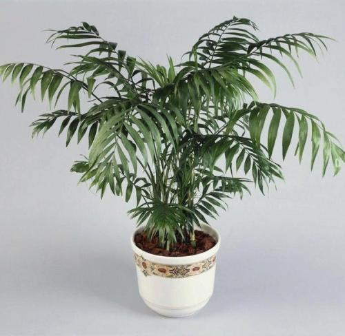 Хамедорея.  Разнообразные тропические растения, которыми многие любят украшать свои дома, в последнее время обрели огромную популярность. 02