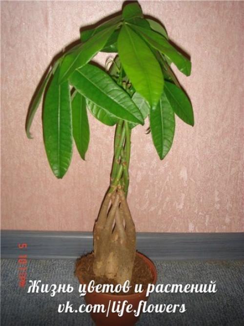 Пахира.  Правильный уход. 08