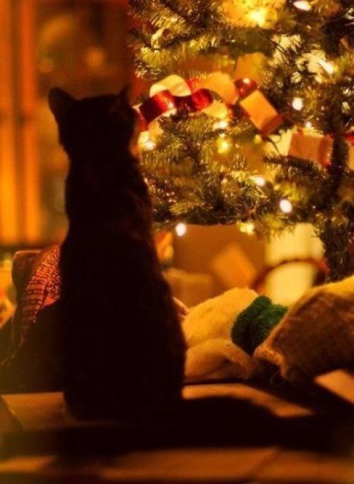 Радуйся маленьким радостям. 04