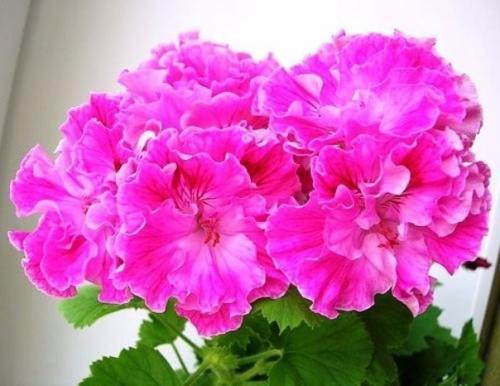 Почти в каждой квартире на подоконнике стоит горшок с пеларгонией, которую чаще всего называют геранью. 02