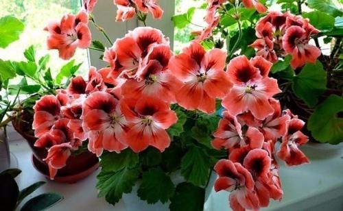 Почти в каждой квартире на подоконнике стоит горшок с пеларгонией, которую чаще всего называют геранью. 03