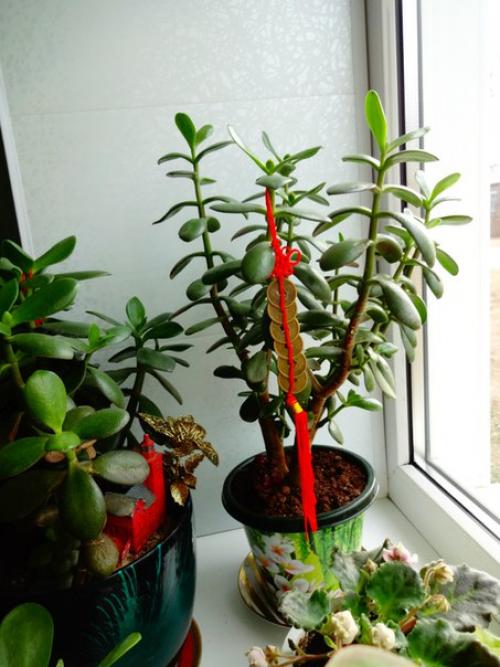 * Цветы по фен - ШУЙ *. 02