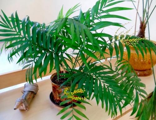 Хамедорея.  Разнообразные тропические растения, которыми многие любят украшать свои дома, в последнее время обрели огромную популярность.