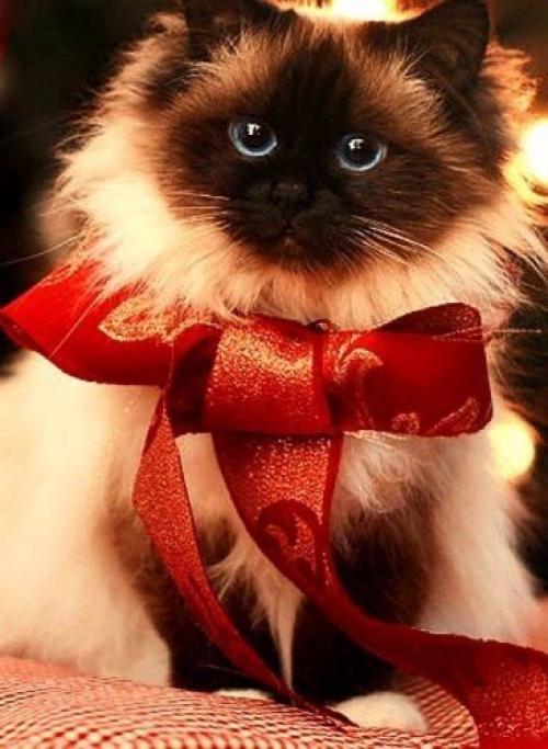 Радуйся маленьким радостям. 02