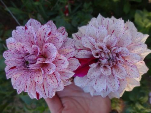 * Цветы по фен - ШУЙ *. 04