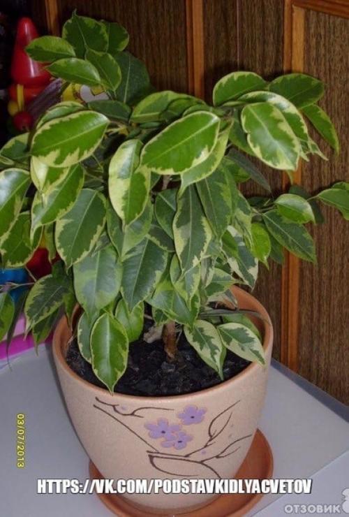 Почему не растет фикус бенджамина? 01