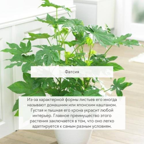 Великаны в вашей квартире - 5 самых крупных растений. 04