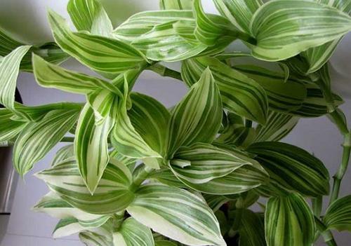 ? 10. Лучших растений для детской? 01