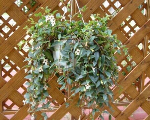 Кодонанта - изящная комнатная верхолазка. 02