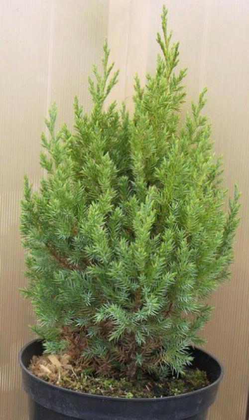 Хвойные растения для дома. 05