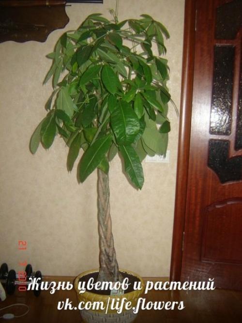 Пахира.  Правильный уход. 07