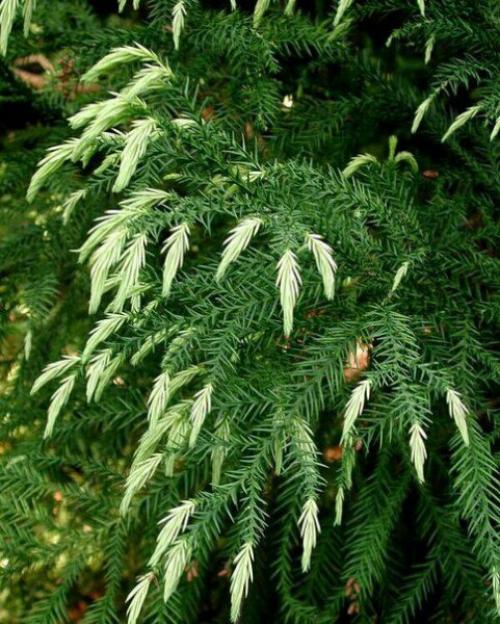 Хвойные растения для дома. 03