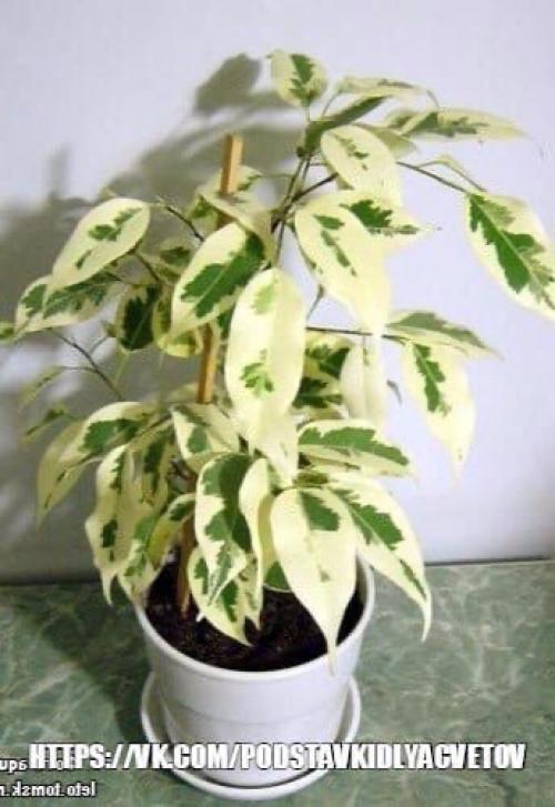 Почему не растет фикус бенджамина? 02