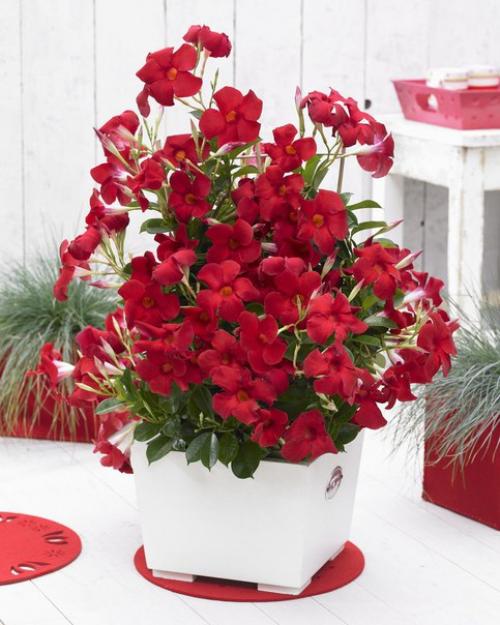 Цветущая лиана: тонкости выращивания дипладены в домашних условиях? 05 Цветущая лиана: тонкости выращивания дипладены в домашних условиях? 05