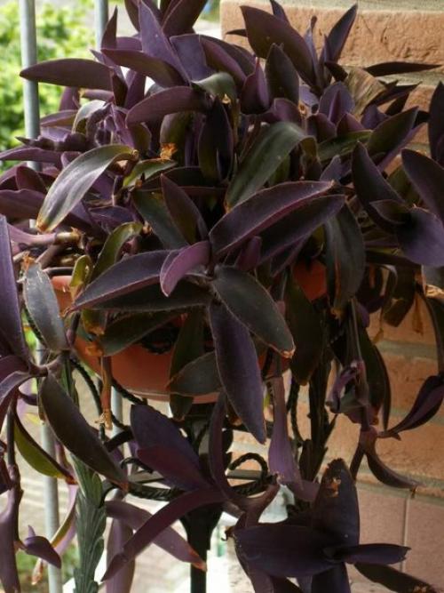 Ампельные растения или ампели - это декоративные растения с длинными гибкими побегами, которые въются вверх или стелются по земле. Ампельные растения или ампели - это декоративные растения с длинными гибкими побегами, которые въются вверх или стелются по земле.