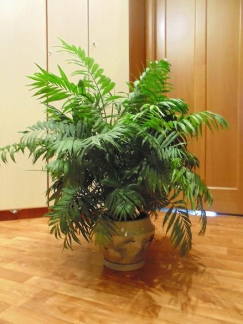 Хамедорея.  Разнообразные тропические растения, которыми многие любят украшать свои дома, в последнее время обрели огромную популярность. 01