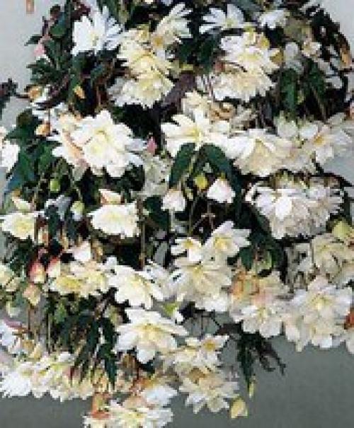 Ампельные растения или ампели - это декоративные растения с длинными гибкими побегами, которые въются вверх или стелются по земле. 01 Ампельные растения или ампели - это декоративные растения с длинными гибкими побегами, которые въются вверх или стелются по земле. 01