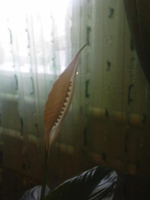 * Цветы по фен - ШУЙ *. 06