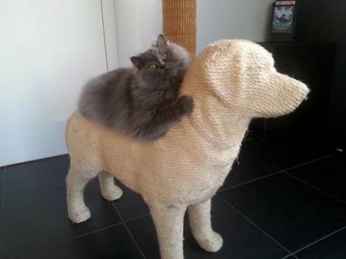 Когтеточка в форме собаки, позволяющая кошкам насладиться сладкой местью. 02