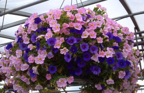 Калибрахоа (Calibrachoa).  Описание. 01