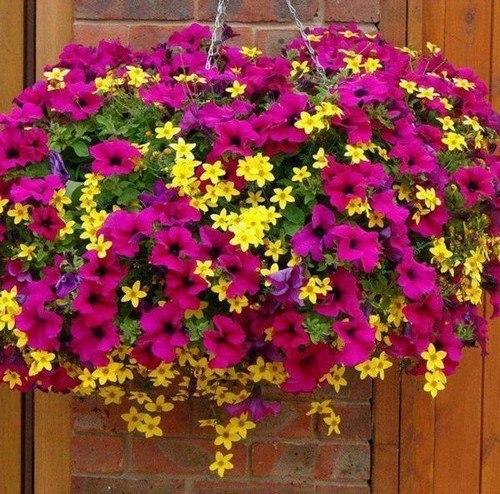 Подвесные клумбы: мы оформляем сады Семирамиды на своем участке. 07