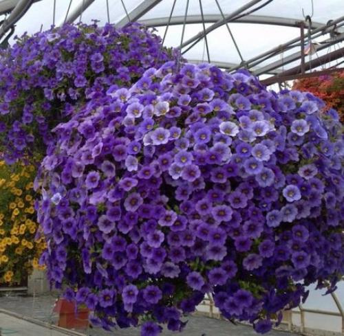 Калибрахоа (Calibrachoa).  Описание. 02