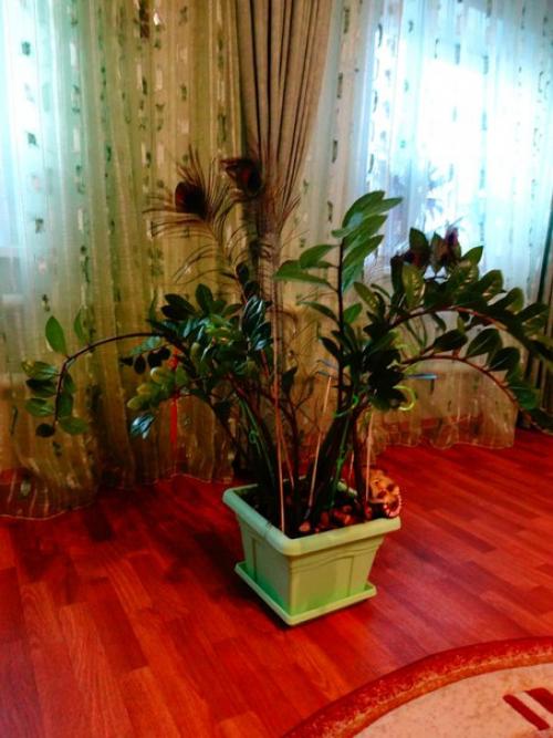 * Цветы по фен - ШУЙ *. 03