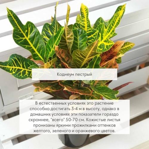 Великаны в вашей квартире - 5 самых крупных растений. 02