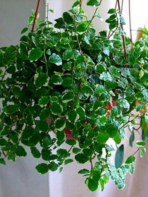 Ампельные растения или ампели - это декоративные растения с длинными гибкими побегами, которые въются вверх или стелются по земле. 02 Ампельные растения или ампели - это декоративные растения с длинными гибкими побегами, которые въются вверх или стелются по земле. 02