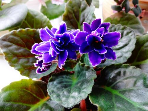 * Цветы по фен - ШУЙ *. 01