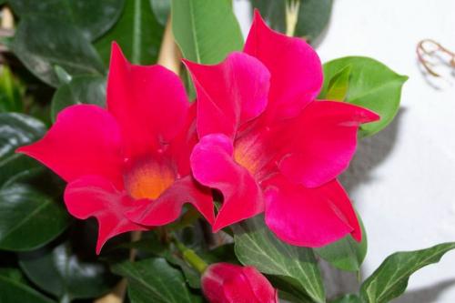 Цветущая лиана: тонкости выращивания дипладены в домашних условиях?