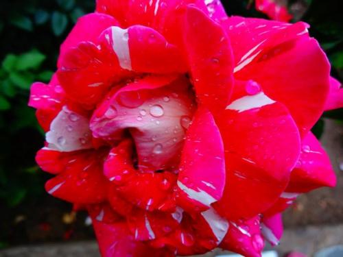 * Цветы по фен - ШУЙ *. 05