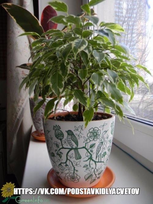 Почему не растет фикус бенджамина?