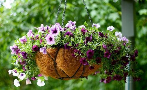 Подвесные клумбы: мы оформляем сады Семирамиды на своем участке.