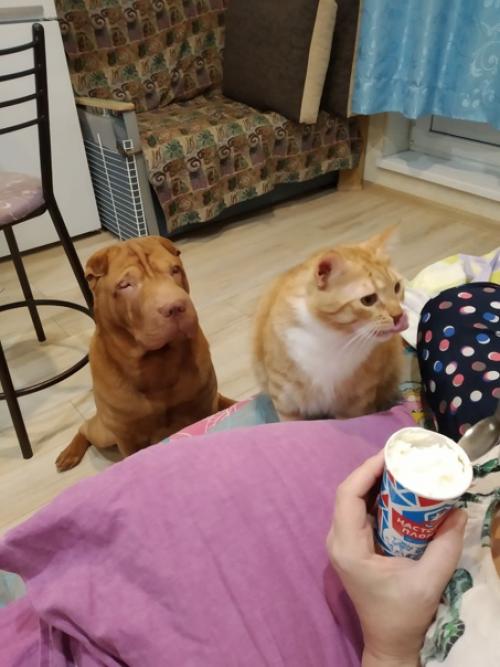 Снежный привет из питера от двух рыжих попрошаек.