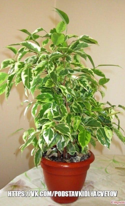 Почему не растет фикус бенджамина? 04