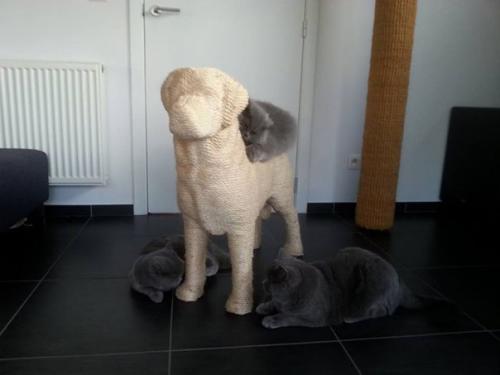 Когтеточка в форме собаки, позволяющая кошкам насладиться сладкой местью. 03