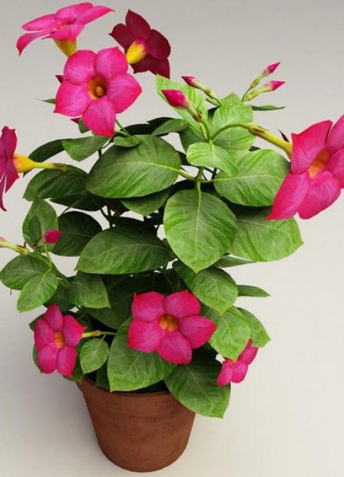 Цветущая лиана: тонкости выращивания дипладены в домашних условиях? 03 Цветущая лиана: тонкости выращивания дипладены в домашних условиях? 03