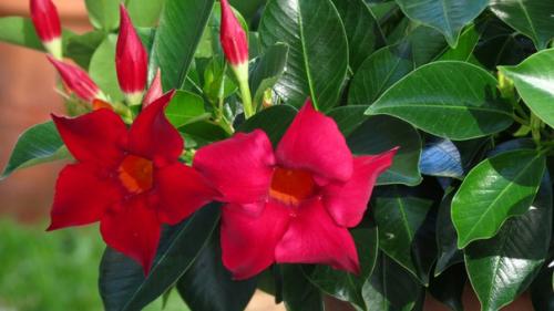 Цветущая лиана: тонкости выращивания дипладены в домашних условиях? 04 Цветущая лиана: тонкости выращивания дипладены в домашних условиях? 04